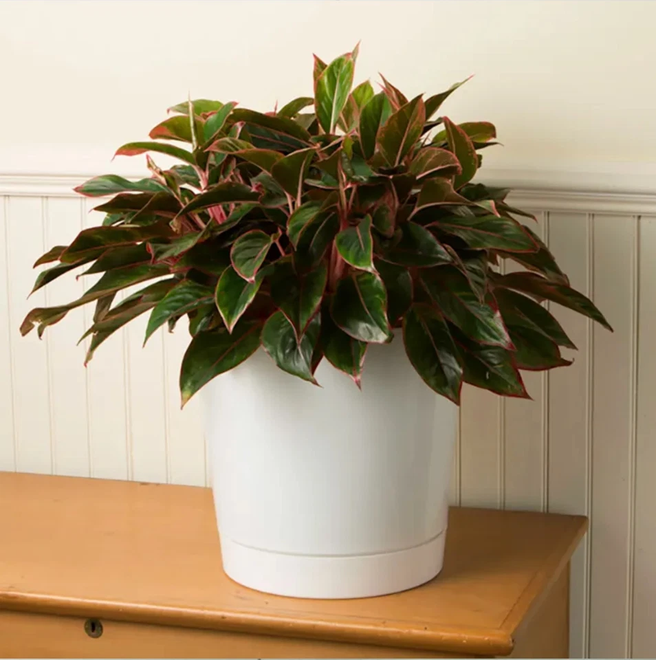 Majestuosa olla cilíndrica redonda de profundidad completa fabricación novedosa, blanca, 14 pulgadas Foto 4 de 4