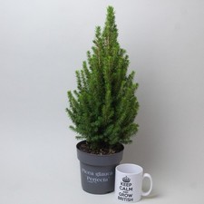 Picea Glauca – Christmas Tree (15cm Pot)