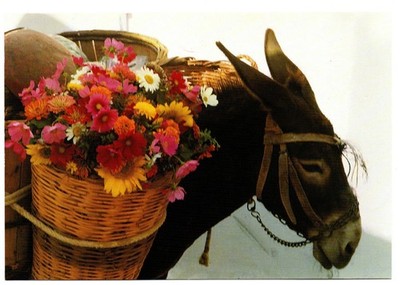 Alte Ansichtskarte - Lesbos - Griechenland - Esel mit Blumen (r1a)