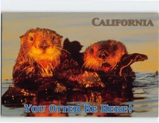 Postcard You Otter Be Here California USA