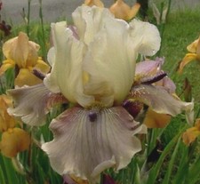 OUT OF STOCK TIL 2026 Tall Bearded Iris germanica Thornbird