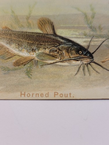 Vintage Antique Arm & Hammer Horned Pout Fish Card #3 1900 Church &Co. New York - Picture 5 of 9