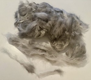 4.1oz PLUCKED Natural Gray Blue Rare Sable Angora Luxury Spinning  Fiber (C47)