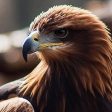 Digital image picture photo wallpaper POP ART 262