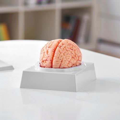 Human Brain Model Anatomy 1:1 Life-Size 9-Part Human Brain Anatomical Model - Picture 7 of 8