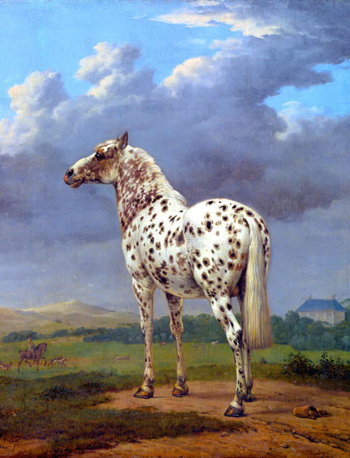 Appaloosa Horse Digital Download Print Horse Photography 