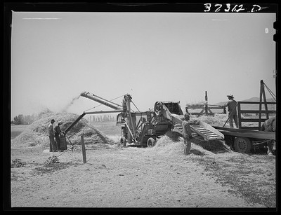 [Untitled photo, possibly related to: Threshing barley. Box Elder County, Utah]