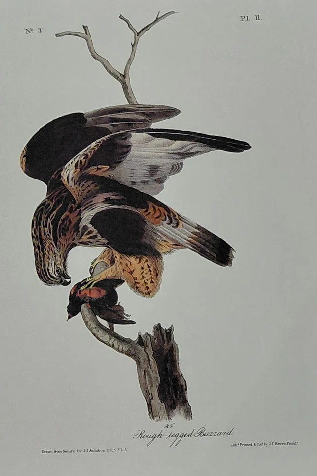 2 Audubon Octavo Birds 1ª Ed. Impresión de libro Red Buzzard Pl 9 & Rough Buzzard Pl 11 Foto 3 de 4