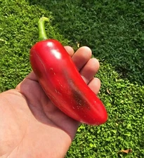 50+ Mammoth Jalapeno Hot Pepper Seeds - Seeds - FRESH _ Heirloom - FREE SHIPPING