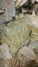 Hoja De Aguacate Seca, Dried Avocado leaves  ...