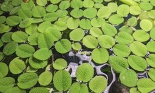 50 pieces - Salvinia Minima Water Spangles FREE Bonus Plant