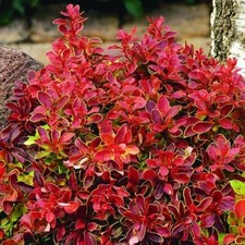 Berberis Thunbergii F. Atropurpurea Admiration Barberry Red Bush 2L Pot