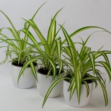 3 x Spider Plant Chlorophytum , Plant Home Garden in 9cm Plastic/Ceramic Pot