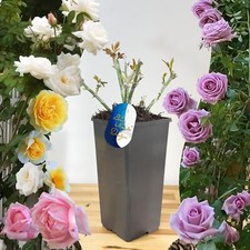Scented Climbing Bush Rose Mature Plant 2L Pot Outdoor Garden Shrub Flower Bloom