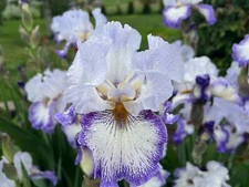 5 IRIS Rhizomes, PURPLE GLACIER, Harvested as Ordered