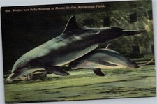 Postcard 1940s FL Marineland - Mother and baby porpoise at Marine Studios