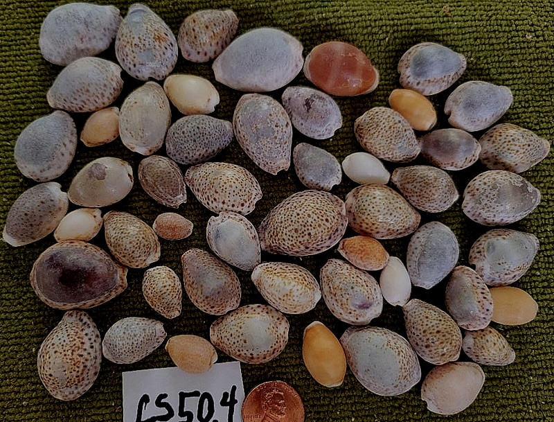 Lot of Caribbean Cowry Shells Quantity 50 CS50-4