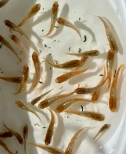 5+1 Kohaku Hikari Fin Medaka Rice Fish - US Bred High Quality Live Fish