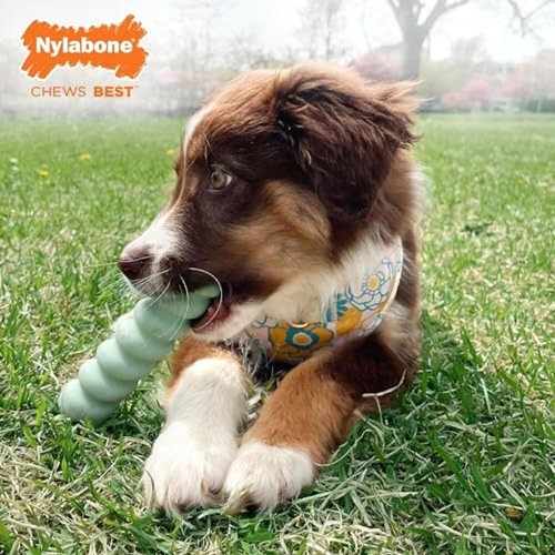 Nylabone Sensory Dog Chew Tactile Stick Puppy Small upto 11kg Peanut Butter - Picture 2 of 6