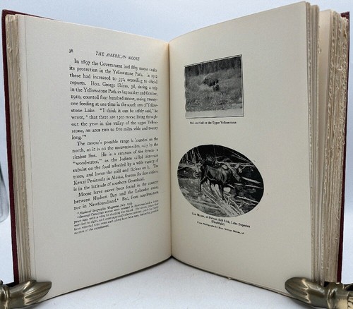 The Moose Book Facts and Stories from Northern Forests - Imagen 3 de 6