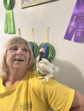 Combo 6 Silkie Hen  s Choice And 6 Porcelain D  Uccle Fertile Hatching Eggs