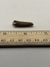 Pterosaur  Pterodactyl 1.25” T00TH Dinosaur F0SSIL not T Rex Cretaceous PT100