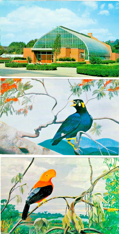 Pittsburgh PA The Conservatory Aviary Set of Five 1959