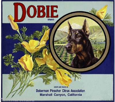 Marshall Dobie Doberman Pinscher Dog Orange Citrus Fruit Crate Label Art Print
