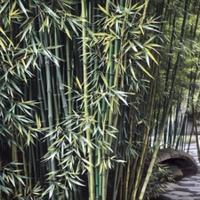 50 Stone Bamboo Seeds Privacy Plant Garden Clumping Shade Screen US SELLER