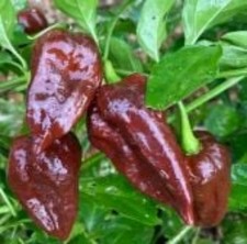 25 seeds Fatalii Chocolate hot pepper easy grow planting garden spicy hot food
