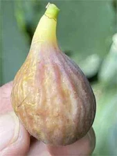 Celeste Cutting, At Least 3 Nodes and Over 8 Inches Long