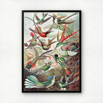 Ernst Haeckel Art Print | Plate 99: Trochilas | Vintage Wall Art Poster
