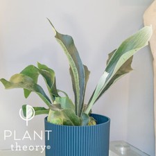 35cm Platycerium Bifurcatum Common Staghorn Fern Indoor Plant 12cm Pot