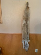  Professionally Tanned  Western Heavy coyote pelt with feet XXL