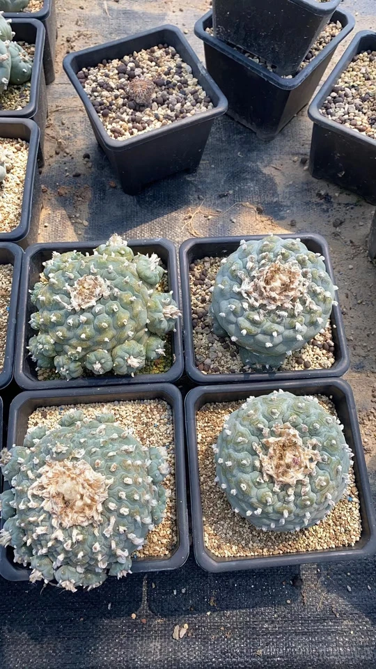 Single head A huge raresucculent cactus plant Haveroots norootstock 9-12CM - Image 2 of 4