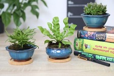 Set 3 Pflanzen / Bonsaischalen Untersetzer Sukkulenten Keramik türkis glasiert