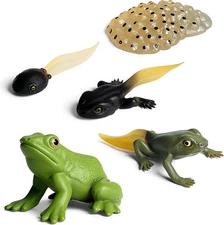 Life Cycle of Frog Figurines, Bulk Insect Growth Diary Action Figures, Super Fun