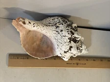 Conch Seashell Florida USA Coastal 9" long 30+ years old (location bin ZZ)