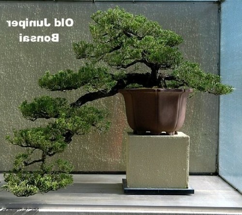 Juniperus Procumbens Bonsai Japanese Juniper Starter Indoor Tree 'Nana' 4" Pot - Picture 3 of 3