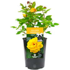 Golden Wedding Rose - 50th Wedding Anniversary Gift - Live Rose Bush Plant