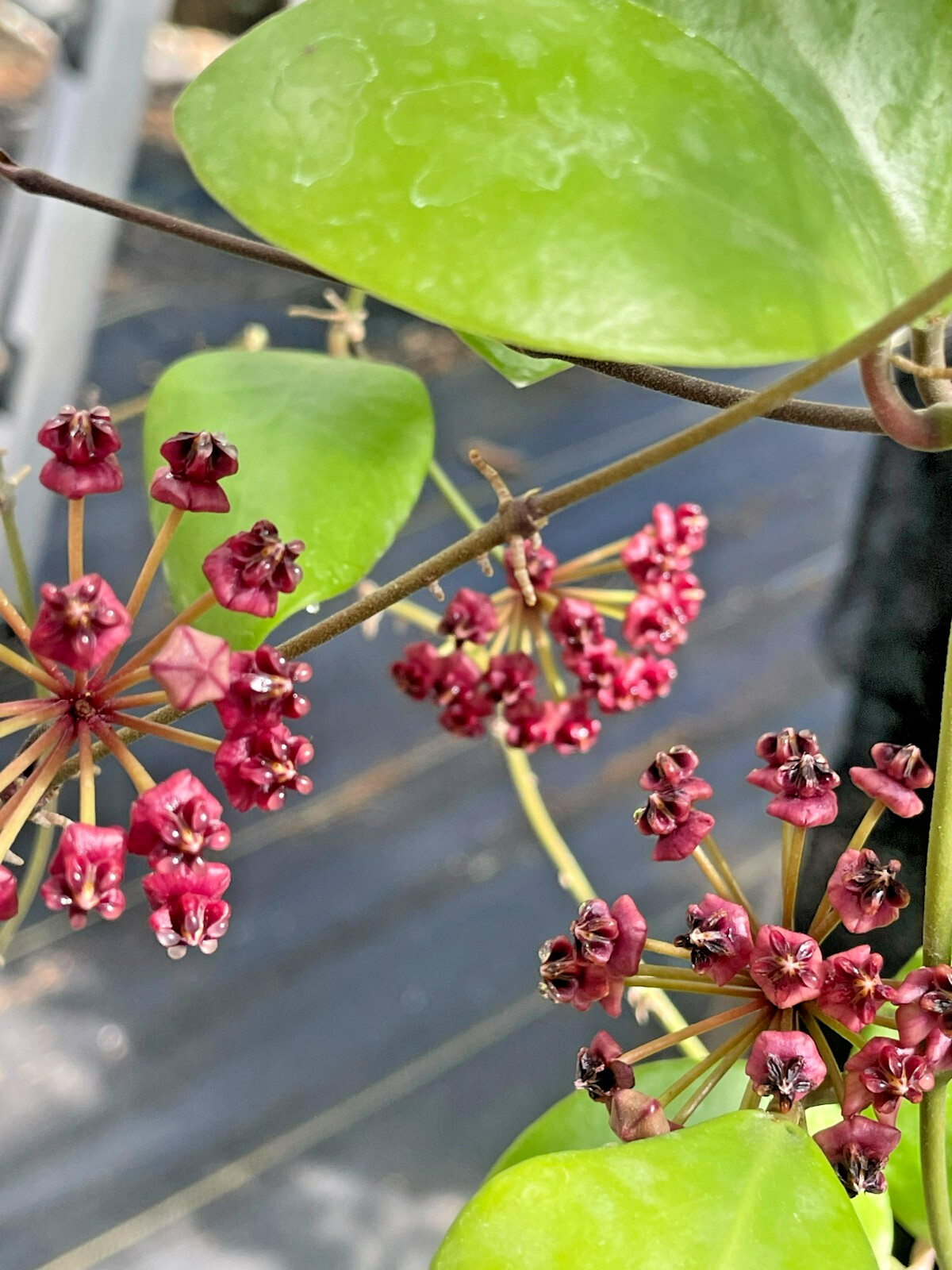 Hoya Lucardenasiana RARE! Well Rooted In 3.5" pot - Very Healthy - Houseplants