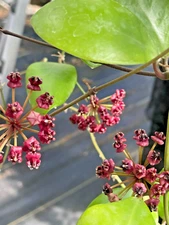 Hoya Lucardenasiana RARE! Well Rooted In 3.5" pot - Very Healthy - Houseplants