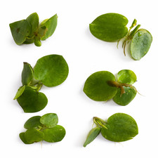 Amazon Frogbit- Live Aquarium Floating Pond Plants Large Plants