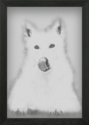 Schweizer Schäferhund 5 Jahre Gerahmtes Wandbild Poster Leinwandbild Bild