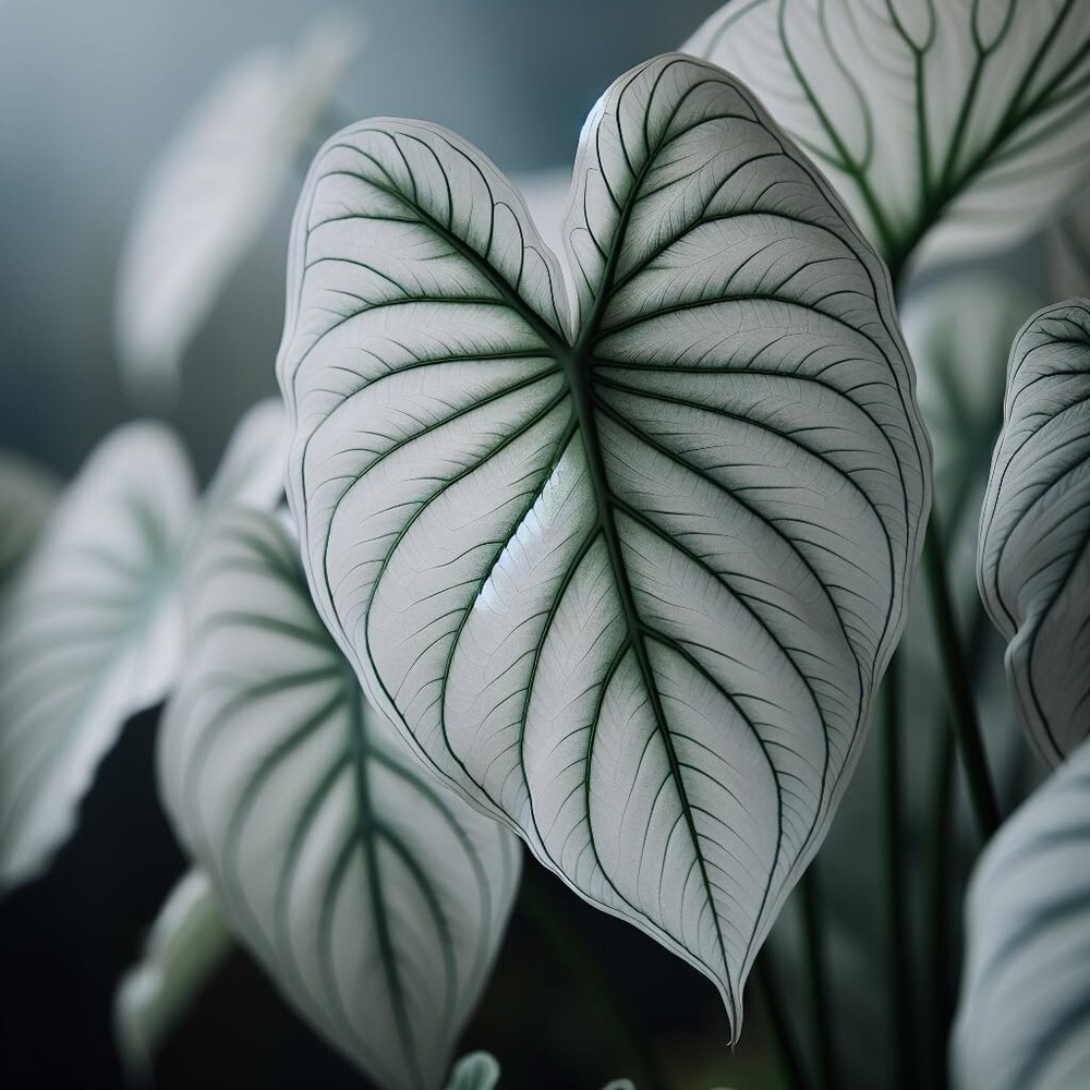 Snow White Caladium Bulbs for Planting - Perennial Hosta, Elephant Ears, Fancy