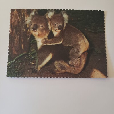 Koala Mom Carrying Baby Postcard Australia Decked Edges Nu Color Vue Mama Mommy
