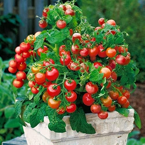 TOMATO TINY TIM 30+seeds Dwarf 40cmVariety Great forPots High Yields * FREE POST - Picture 1 of 7