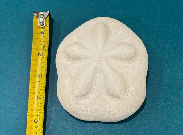 Large Puffy Sea Biscuit Sand Dollar Fossil Seashell Nautical Ocean Beach Decor - Image 3 of 3
