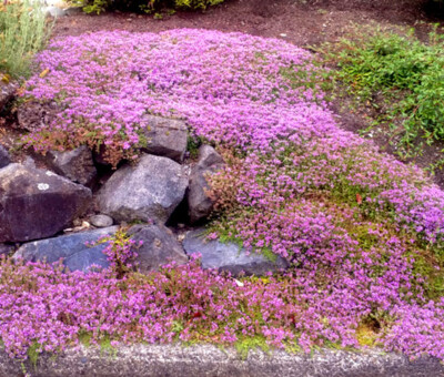 Thymus serpyllum See ds, Dwarf Creeping Thyme