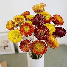 Dried Flowers Bouquet Natural Daisy - 40 PCS Multicolor 40 Pcs-multi Color